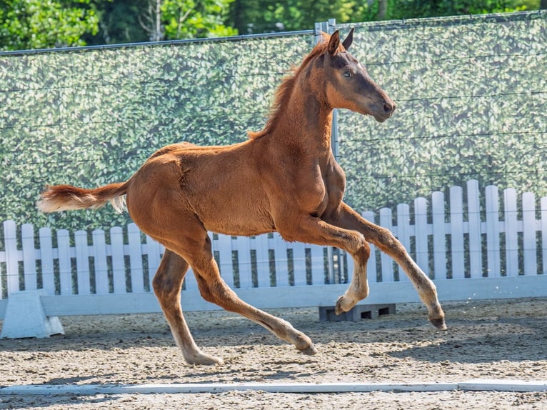Westphalian Stallion  Chestnut in M&#xFC;nster Handorf