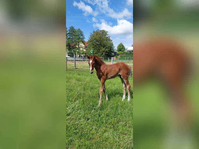 Westphalian Stallion Foal (05/2025) Chestnut in Ramsen