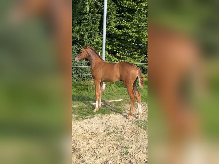 Westphalian Stallion Foal (05/2024) Chestnut in Ennigerloh