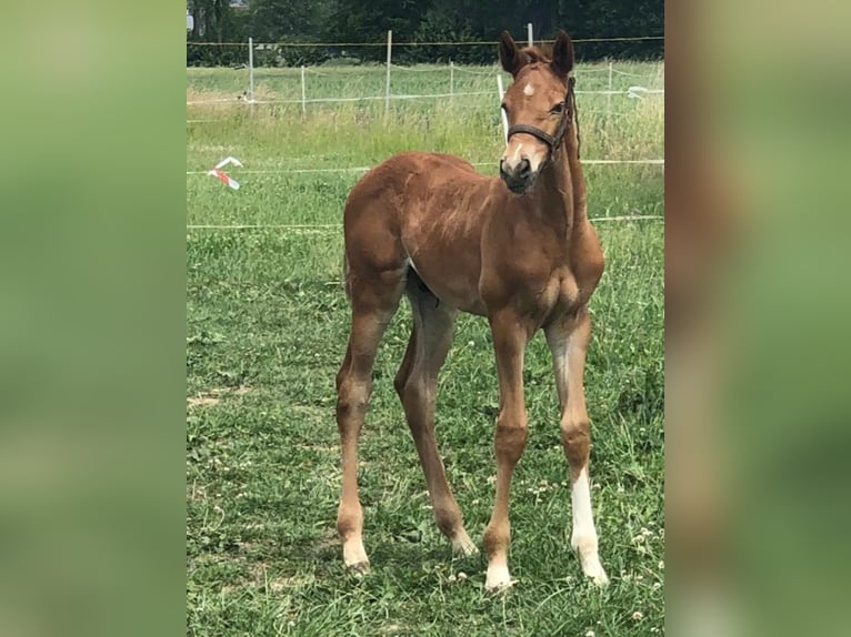 Westphalian Stallion  Chestnut in Minden