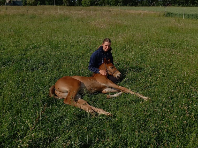 Westphalian Stallion  Chestnut in Minden