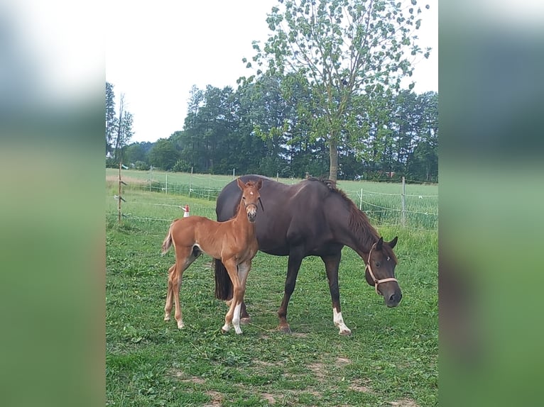 Westphalian Stallion  Chestnut in Minden