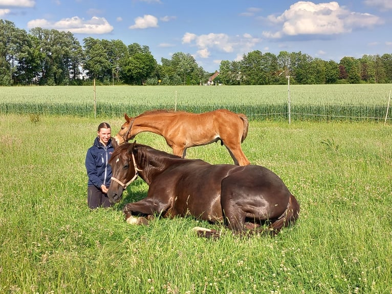 Westphalian Stallion  Chestnut in Minden