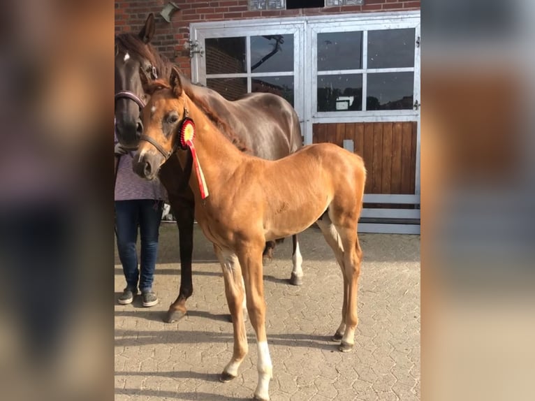 Westphalian Stallion  Chestnut in Minden