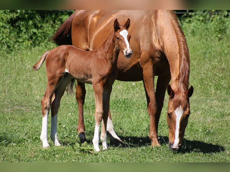 Westphalian Stallion  Chestnut in Wesel