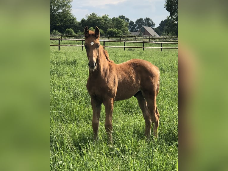 Westphalian Stallion Foal (03/2024) Chestnut-Red in Bocholt