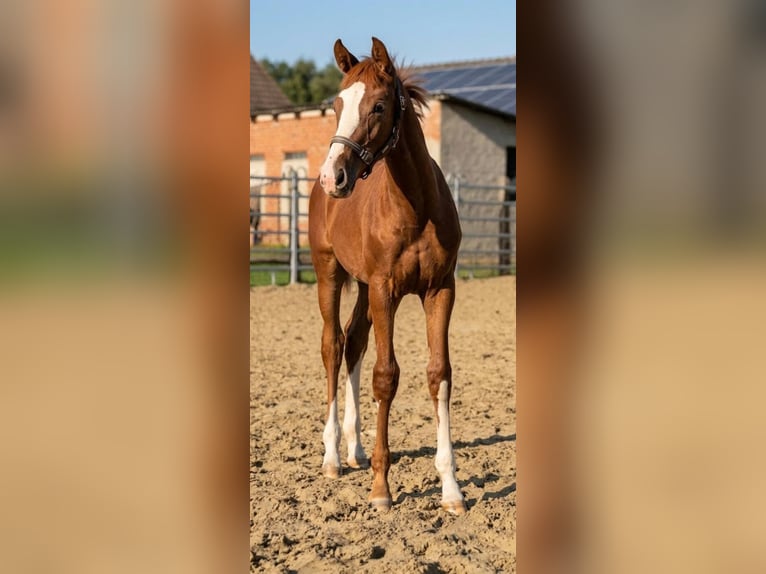 Westphalian Stallion Foal (04/2026) Chestnut-Red in Borchen