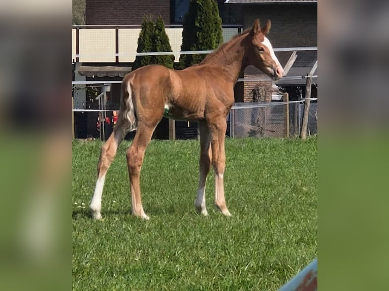 Westphalian Stallion Foal (04/2026) Chestnut-Red in Borchen