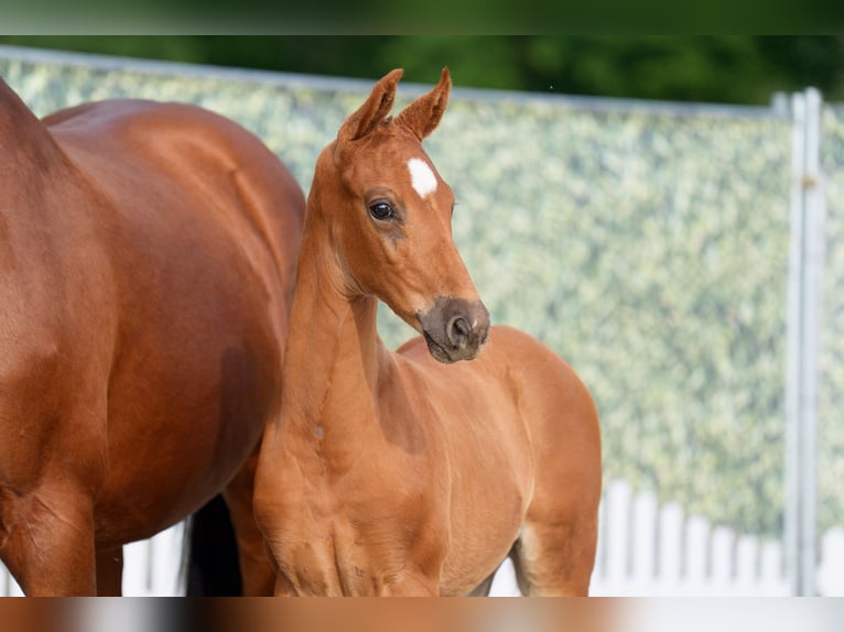 Westphalian Stallion  Chestnut-Red in Brakel