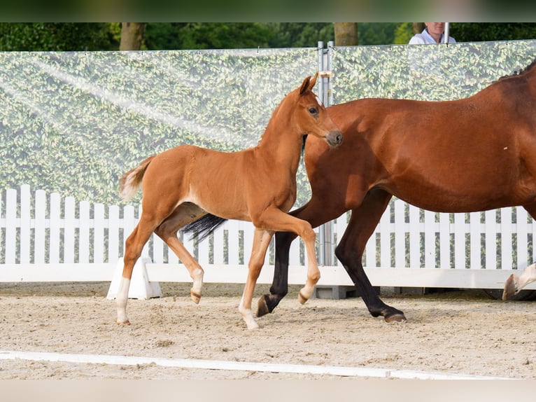 Westphalian Stallion  Chestnut-Red in Brakel