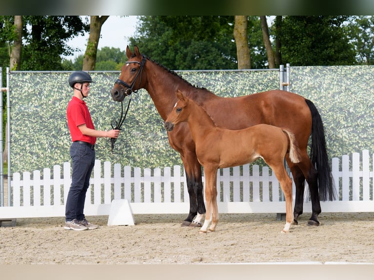 Westphalian Stallion  Chestnut-Red in Brakel