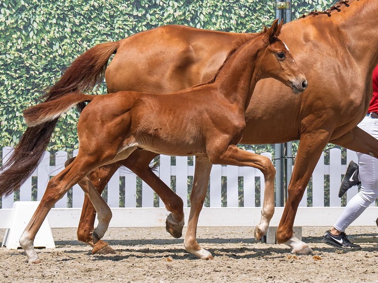 Westphalian Stallion Foal (05/2025) Chestnut-Red in Dortmund