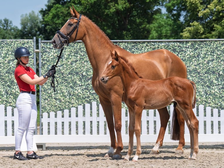 Westphalian Stallion Foal (05/2025) Chestnut-Red in Dortmund