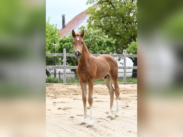 Westphalian Stallion  Chestnut-Red in Eichstätt