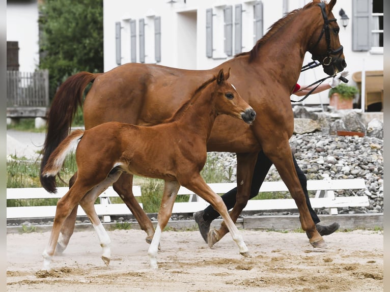 Westphalian Stallion  Chestnut-Red in Eichstätt