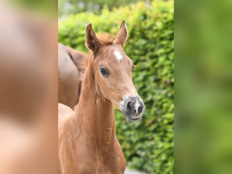 Westphalian Stallion  Chestnut-Red in Eichstätt