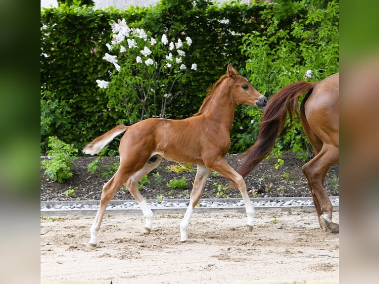 Westphalian Stallion Foal (04/2025) Chestnut-Red in Eichst&#xE4;tt