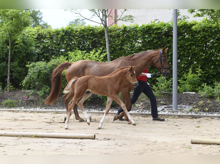 Westphalian Stallion  Chestnut-Red in Eichstätt
