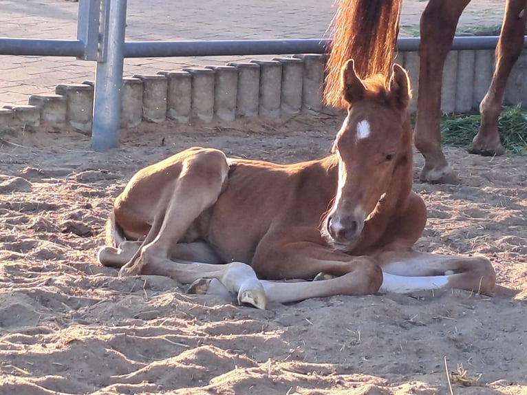 Westphalian Stallion  Chestnut-Red in Eichstätt