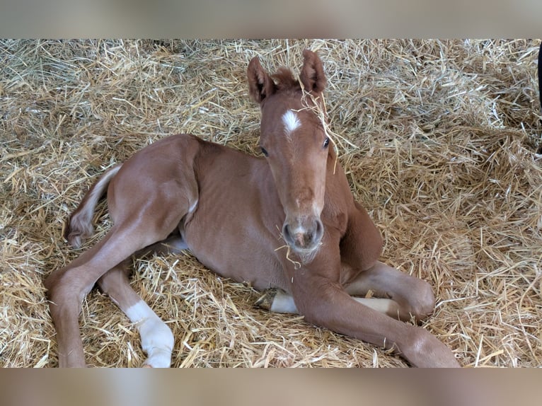 Westphalian Stallion  Chestnut-Red in Eichstätt