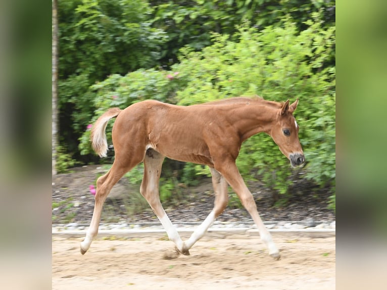 Westphalian Stallion  Chestnut-Red in Eichstätt