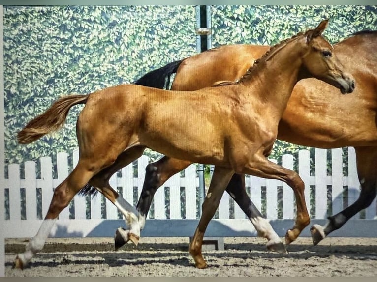 Westphalian Stallion Foal (04/2025) Chestnut-Red in Halver