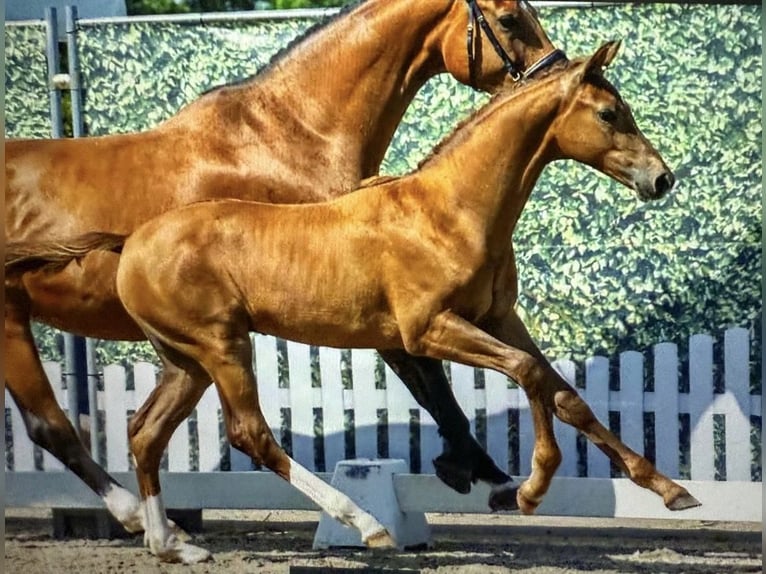 Westphalian Stallion Foal (04/2025) Chestnut-Red in Halver