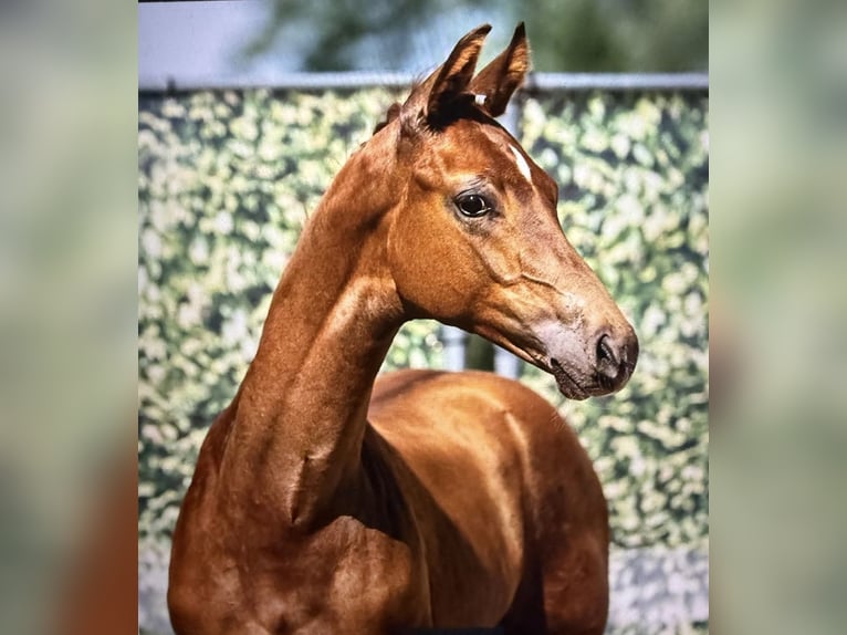 Westphalian Stallion Foal (04/2025) Chestnut-Red in Halver