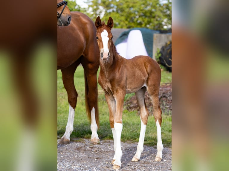 Westphalian Stallion Foal (04/2026) Chestnut-Red in Heidelberg
