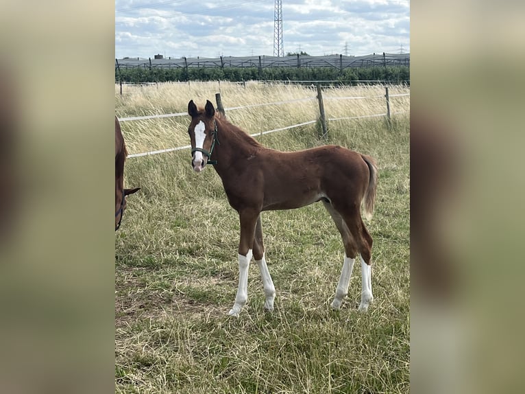 Westphalian Stallion Foal (04/2026) Chestnut-Red in Heidelberg