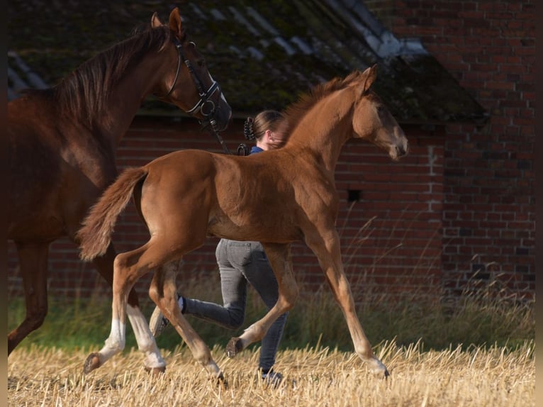 Westphalian Stallion Foal (05/2024) Chestnut-Red in Herzebrock-Clarholz