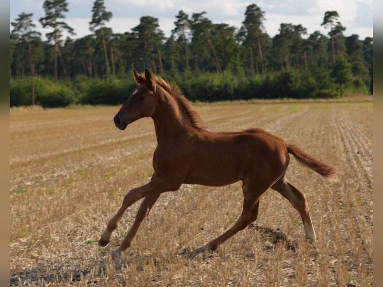 Westphalian Stallion Foal (05/2024) Chestnut-Red in Herzebrock-Clarholz