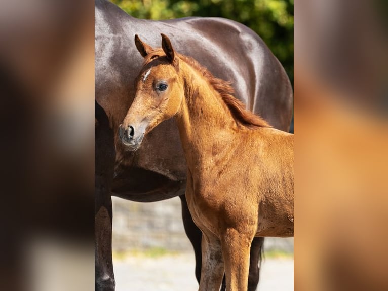 Westphalian Stallion Foal (06/2025) Chestnut-Red in Bocholt