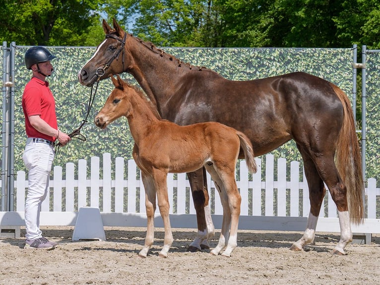 Westphalian Stallion  Chestnut-Red in Mnster-Handorf