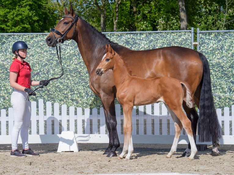 Westphalian Stallion  Chestnut-Red in Mnster-Handorf