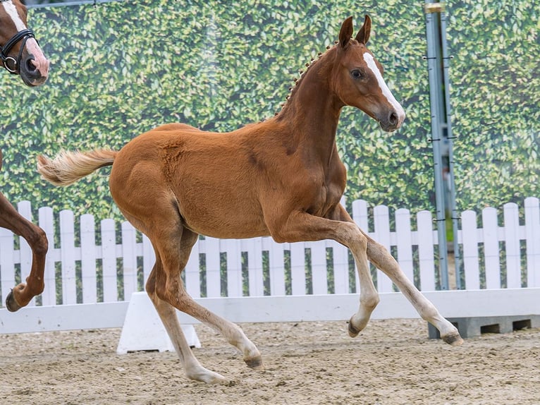 Westphalian Stallion Foal (04/2026) Chestnut-Red in Mnster-Handorf