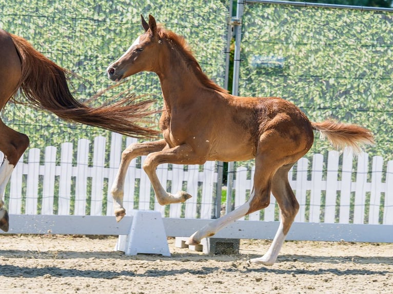 Westphalian Stallion Foal (04/2026) Chestnut-Red in Mnster-Handorf