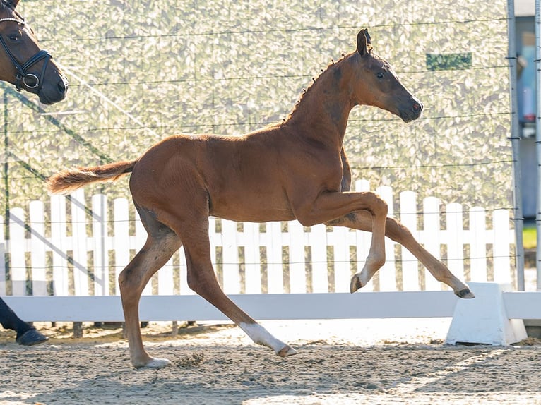 Westphalian Stallion Foal (04/2026) Chestnut-Red in Mnster-Handorf