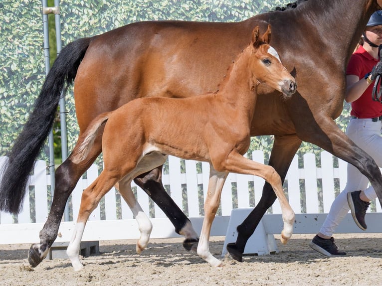 Westphalian Stallion  Chestnut-Red in Mnster-Handorf