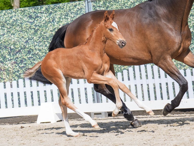 Westphalian Stallion  Chestnut-Red in Mnster-Handorf