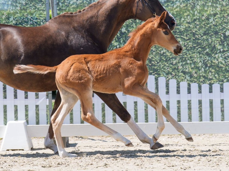 Westphalian Stallion  Chestnut-Red in Mnster-Handorf