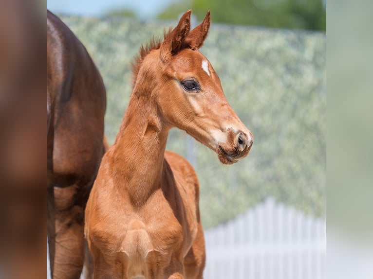 Westphalian Stallion  Chestnut-Red in Mnster-Handorf