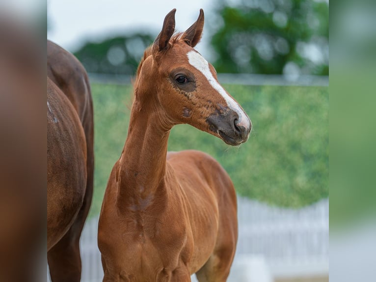Westphalian Stallion Foal (05/2026) Chestnut-Red in Mnster-Handorf