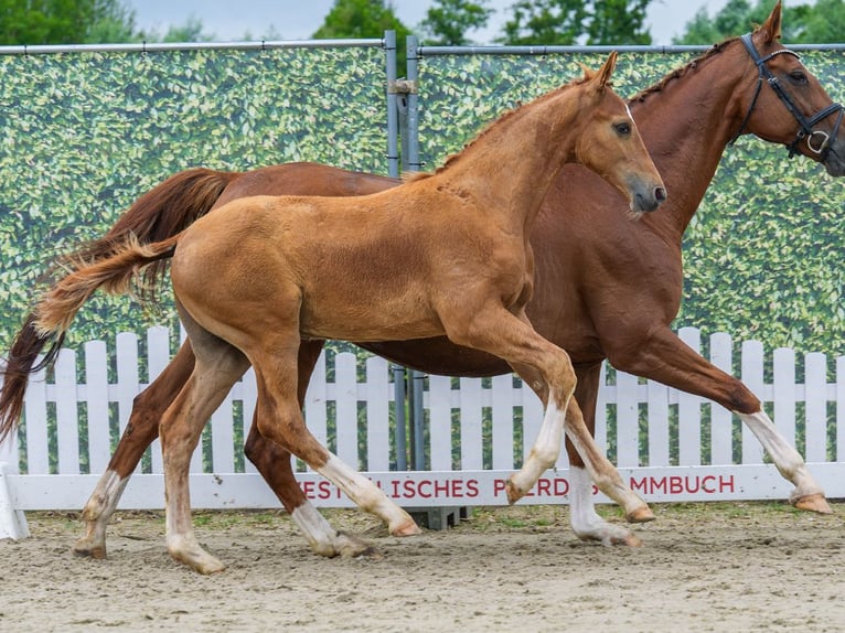 Westphalian Stallion Foal (03/2026) Chestnut-Red in Mnster-Handorf