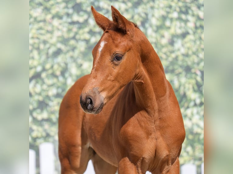 Westphalian Stallion  Chestnut-Red in Mnster-Handorf