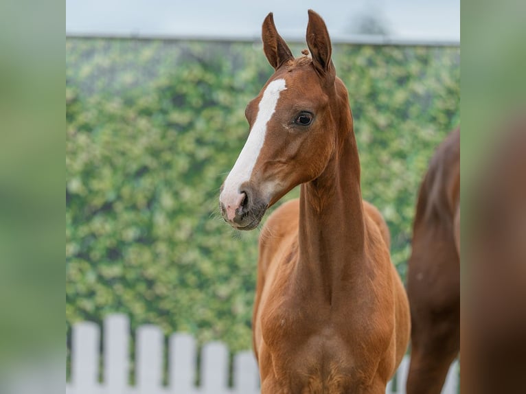 Westphalian Stallion Foal (04/2026) Chestnut-Red in Mnster-Handorf