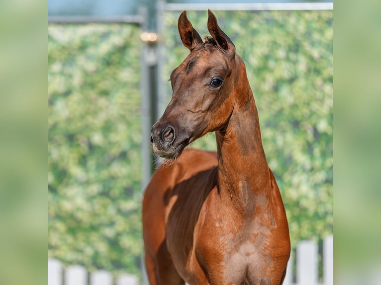 Westphalian Stallion Foal (04/2026) Chestnut-Red in Mnster-Handorf