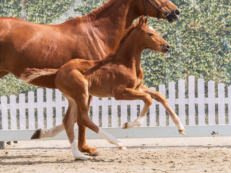 Westphalian Stallion Foal (03/2026) Chestnut-Red in Münster-Handorf