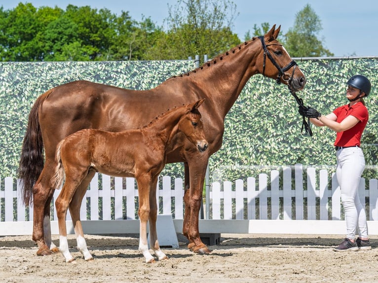 Westphalian Stallion  Chestnut-Red in M&#xFC;nster Handorf