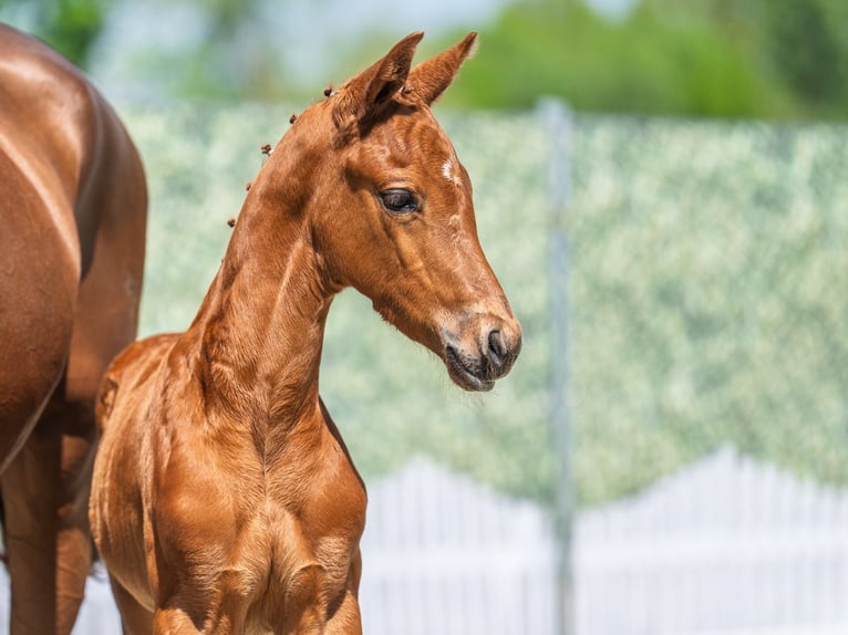 Westphalian Stallion  Chestnut-Red in M&#xFC;nster Handorf